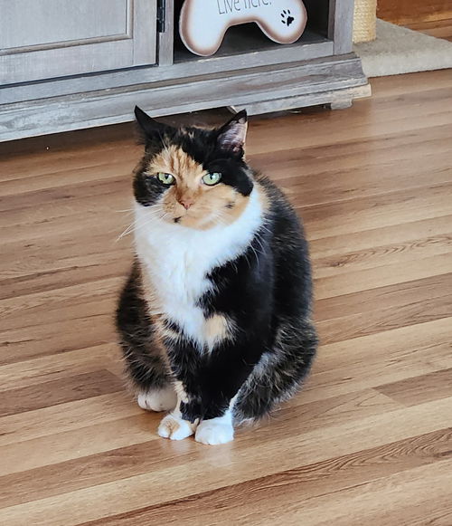 Josephine