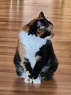 Josephine
