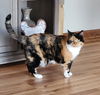 Josephine