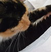 Josephine