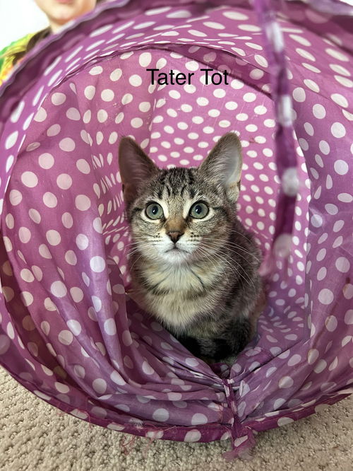 Tator Tot