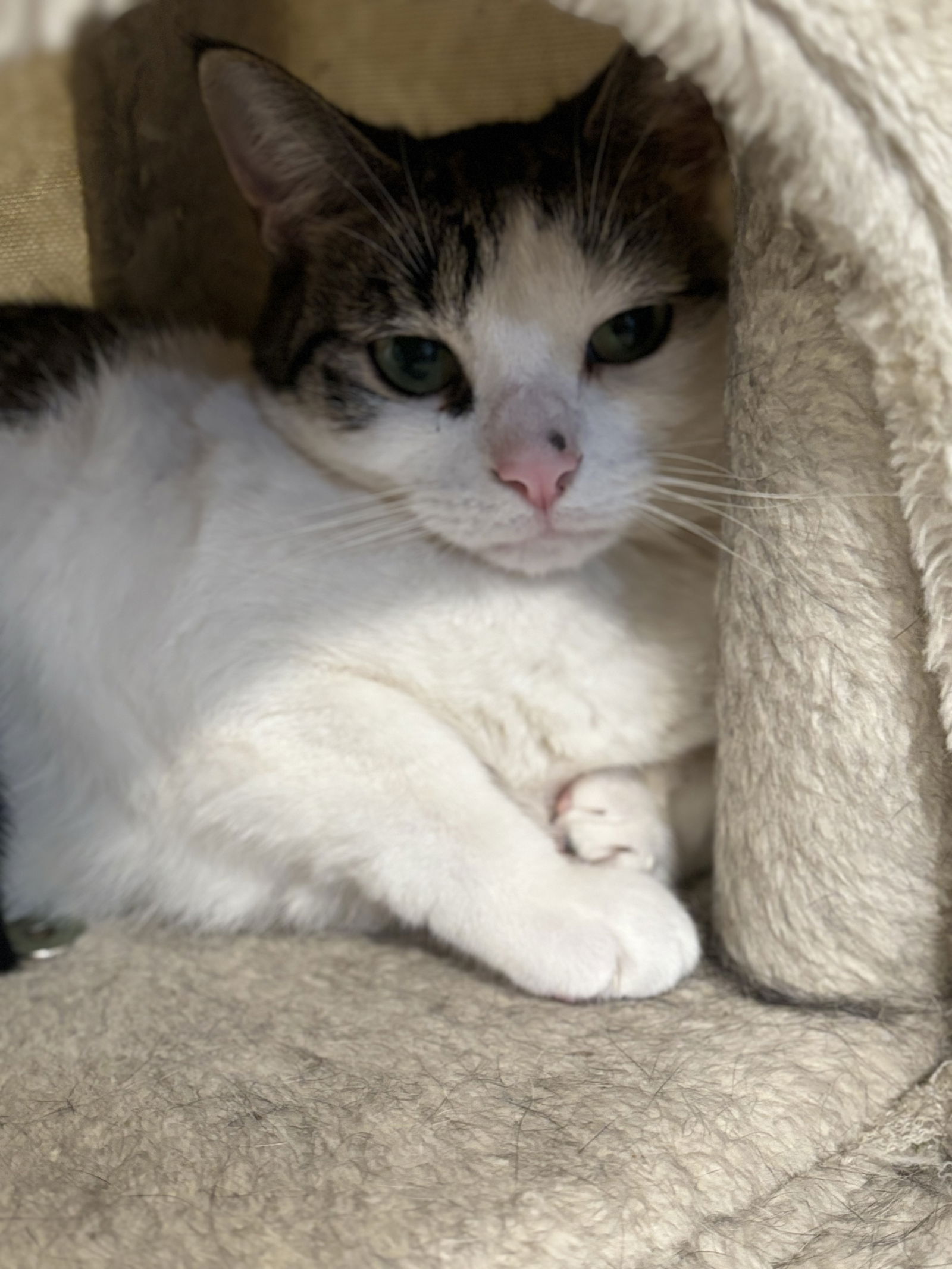 adoptable Cat in Walled Lake, MI named Jazzie