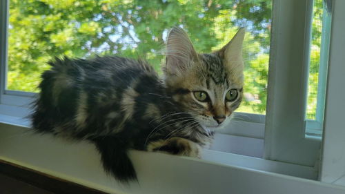 Juniper