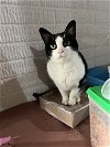 adoptable Cat in novi, mi, MI named Marbles