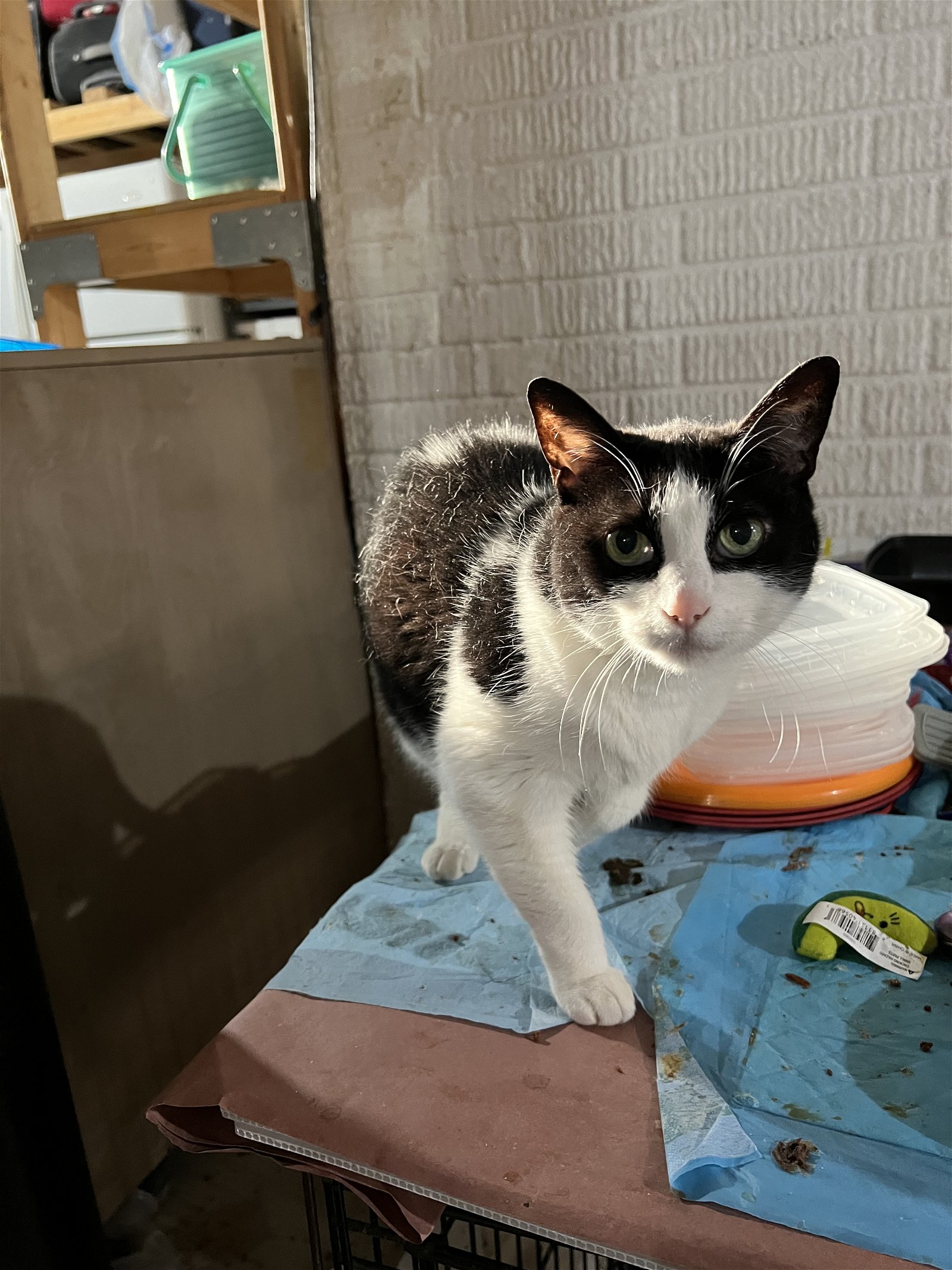 adoptable Cat in Novi, MI named Marbles