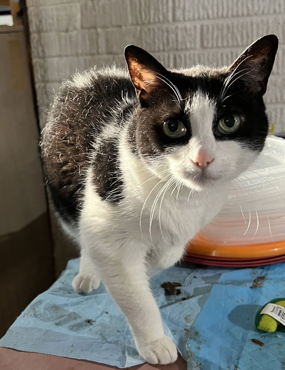 adoptable Cat in Novi, MI named Marbles