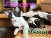 Francyne (MUST BE ADOPTED WITH CHESTERR)