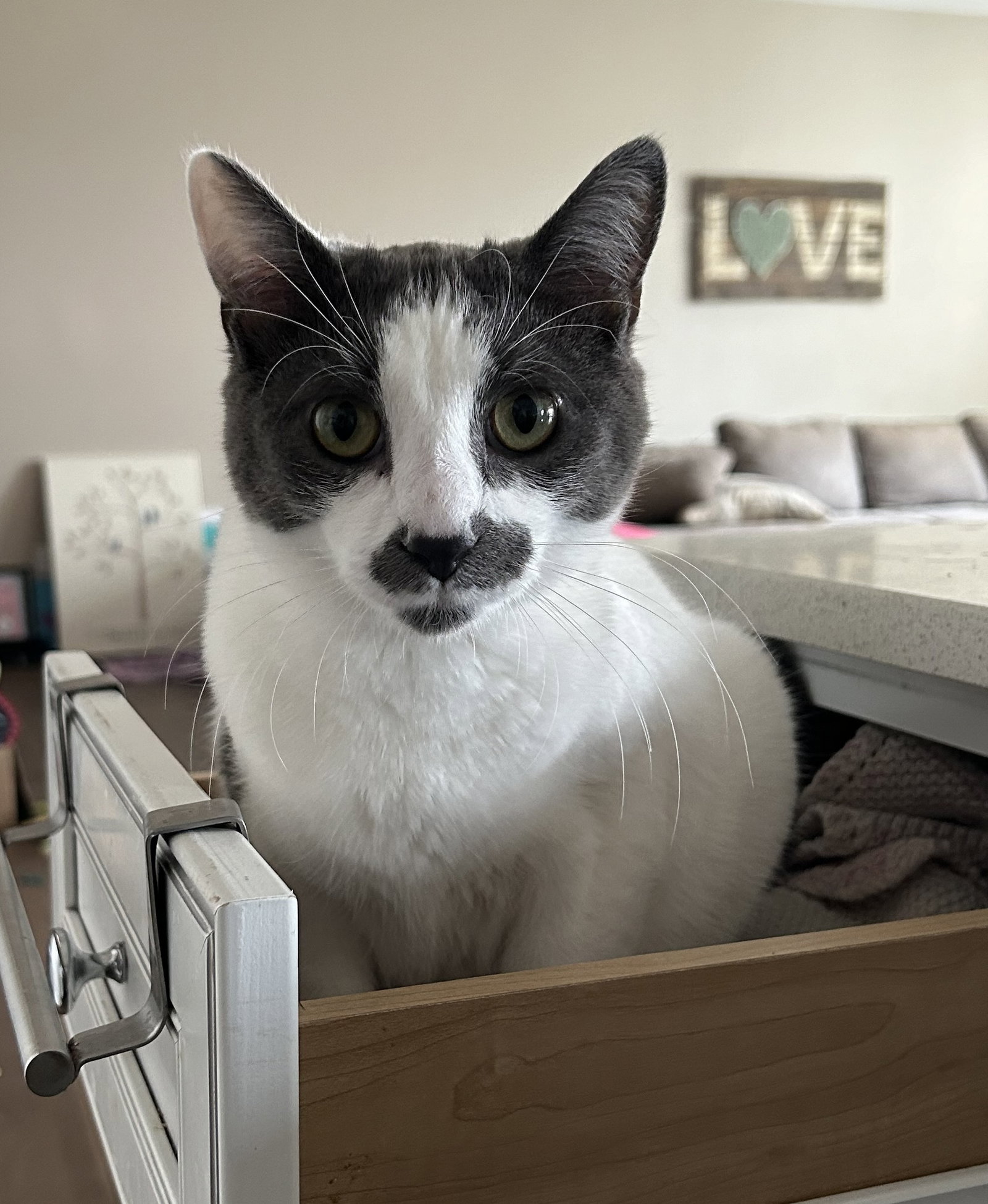 Cat adoption in Novi, MI 48377 Domestic Short Hair (short coat) Cat