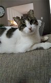 adoptable Cat in novi, mi, MI named Maryland