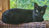 Panthur (Tripod)