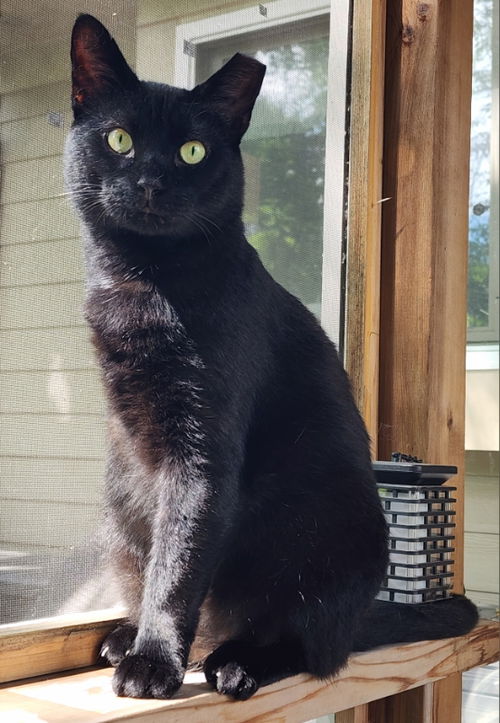 Panthur (Tripod)