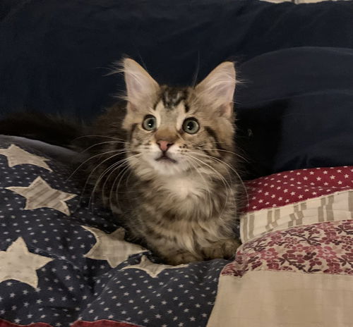 BartholoMeow