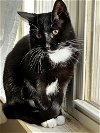 adoptable Cat in novi, MI named Kate - (Must be adopted w/Boomer)