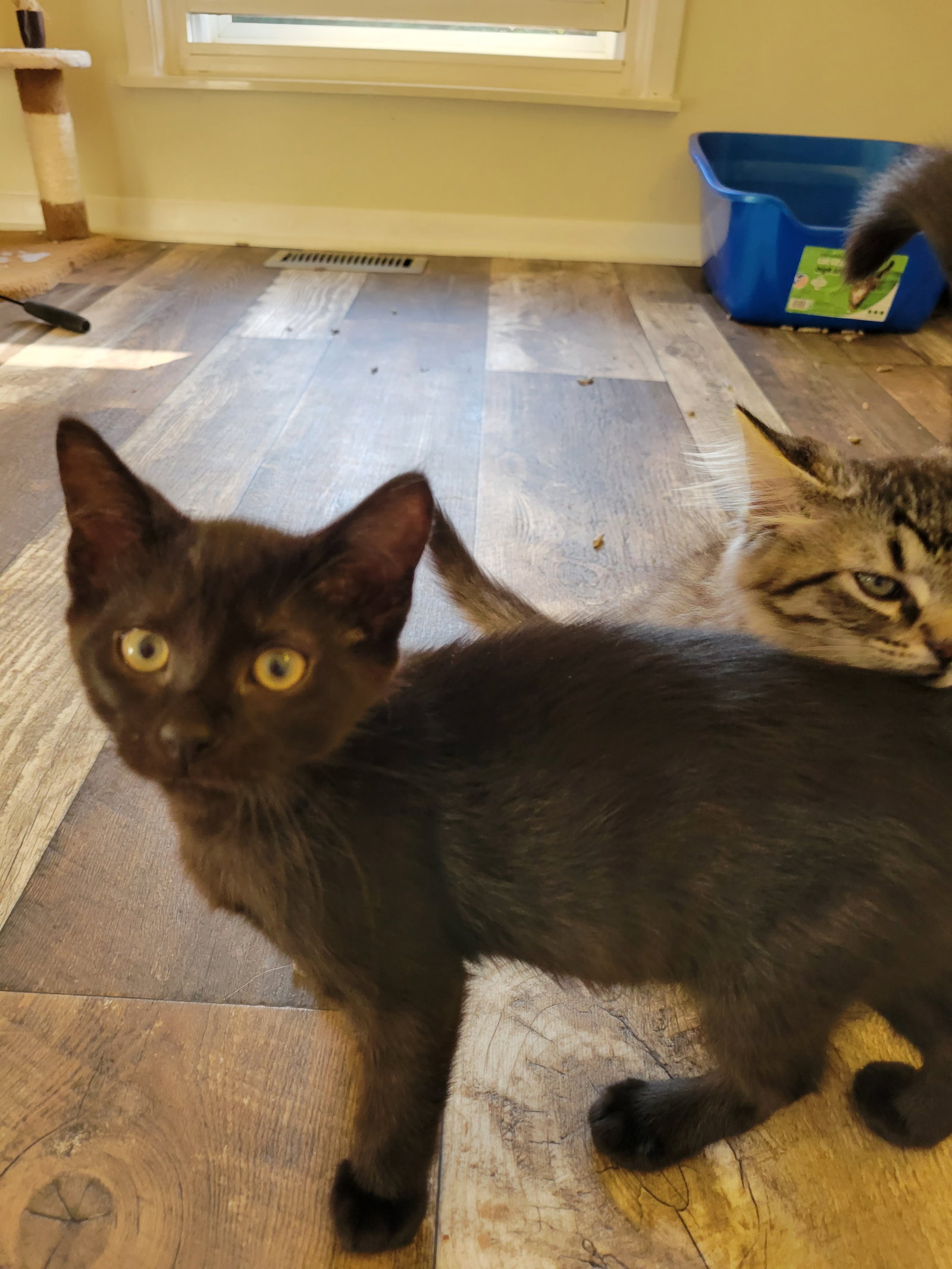 Cat adoption in Novi, MI 48377 Domestic Short Hair (short coat) Cat