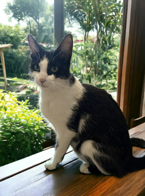 Cat adoption in Novi, MI 48377 Domestic Short Hair / Mixed (short coat