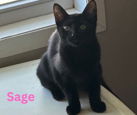 Sage