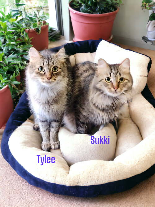 Tylee (Must be adopted with Sukki)