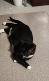 Darcy(must be adopted with Sloan)