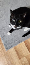 Darcy(must be adopted with Sloan)