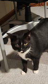 Darcy(must be adopted with Sloan)