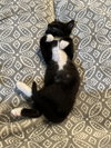 Darcy(must be adopted with Sloan)