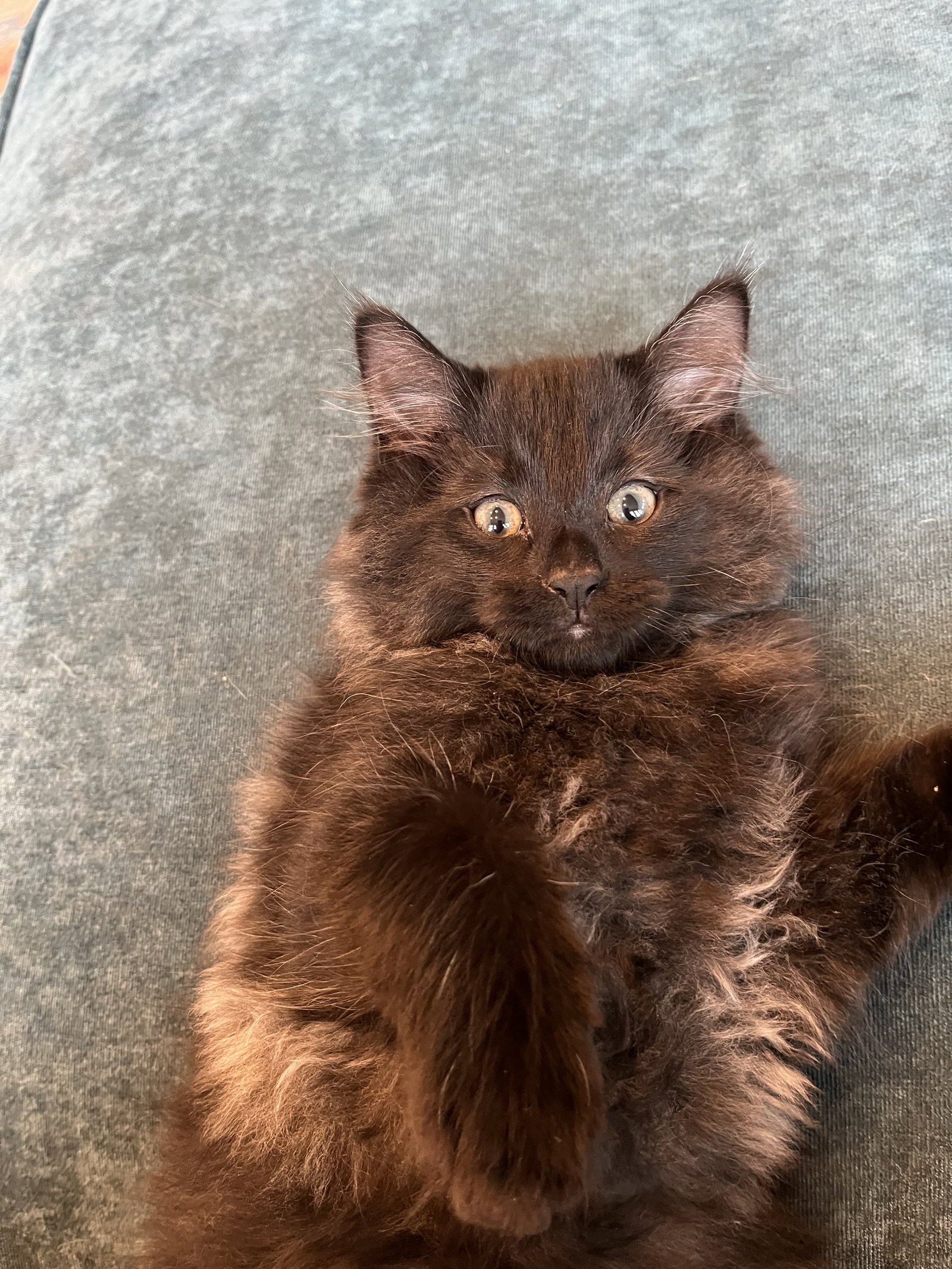 Cat adoption in Novi, MI 48377 Domestic Medium Hair / Mixed (medium