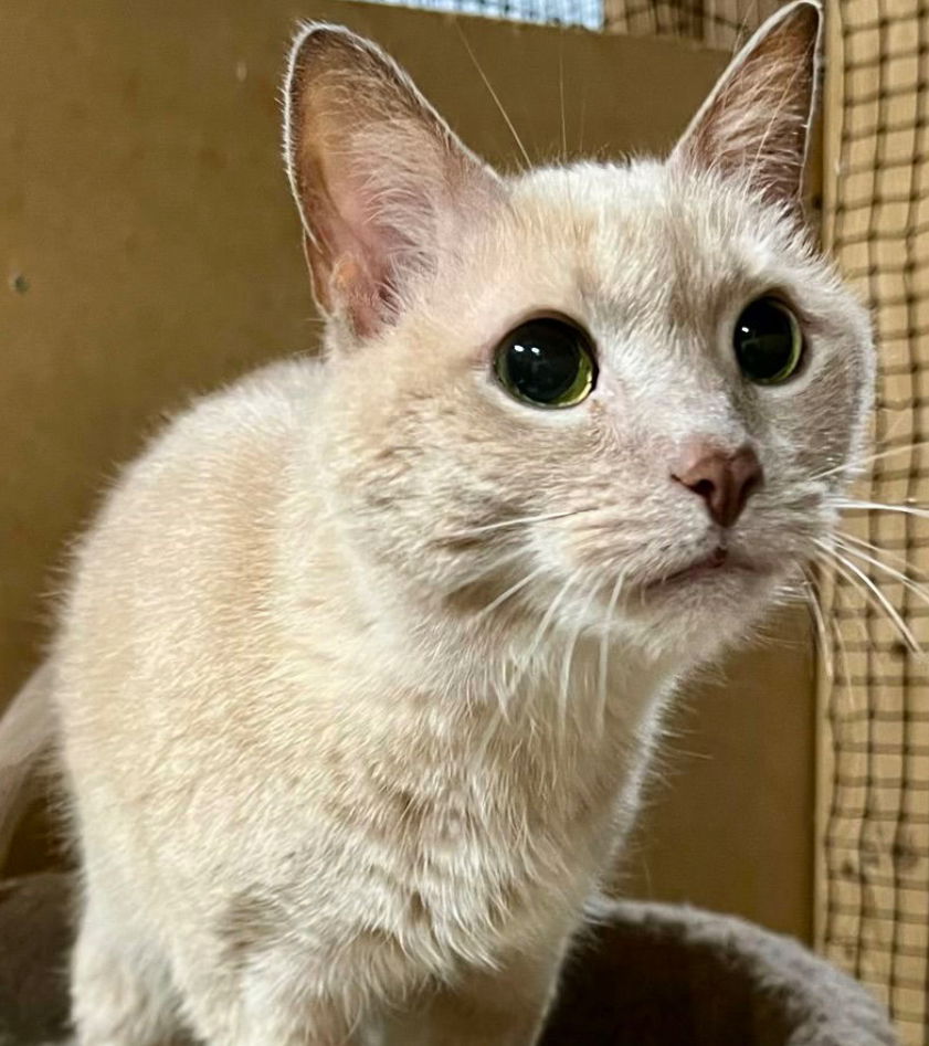 adoptable Cat in Novi, MI named Bernie