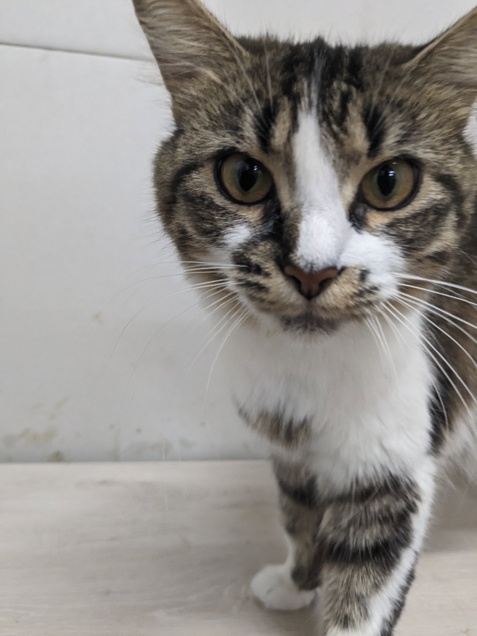 Cat adoption in Novi, MI 48377 Domestic Medium Hair (medium coat) Cat