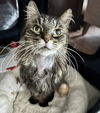 Journey(Front-Paw declawed)