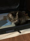 Journey(Front-Paw declawed)