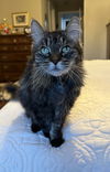 Journey(Front-Paw declawed)