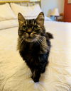 Journey(Front-Paw declawed)