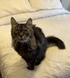 Journey(Front-Paw declawed)