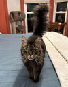 Journey(Front-Paw declawed)