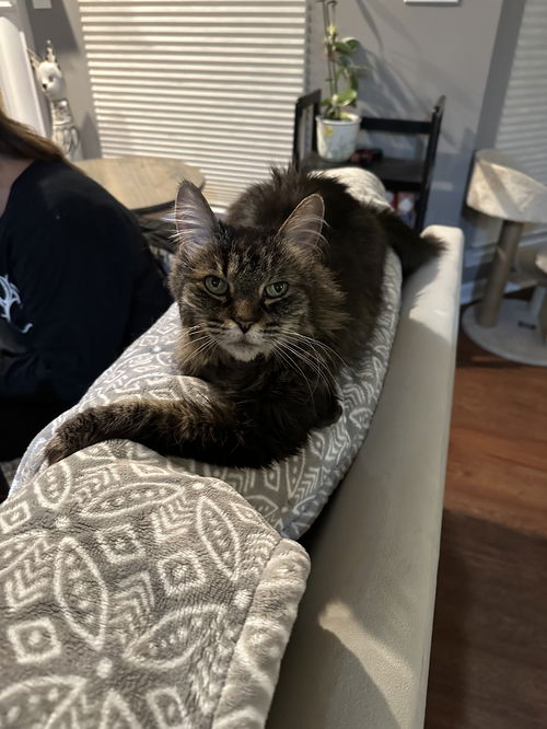 Journey(Front-Paw declawed)
