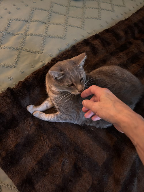 Tonnie, an adoptable Domestic Short Hair in Walled Lake, MI