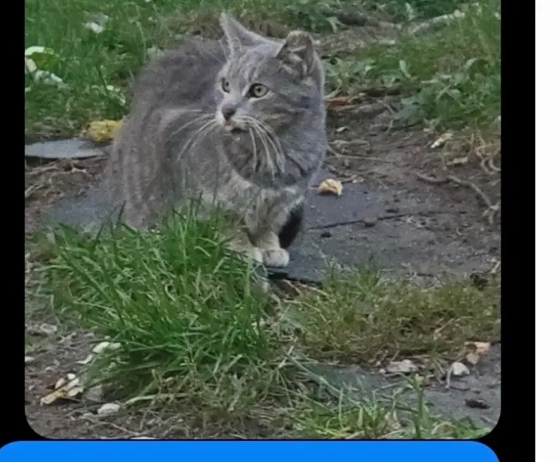 Tonnie image 3