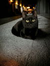 Gipsy