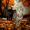 Gipsy
