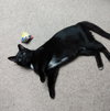 Mr. Spot
