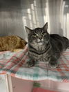 Bagel - (Must be adopted w/Bingo)