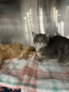 Bagel - (Must be adopted w/Bingo)