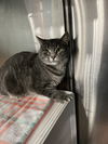 Bagel - (Must be adopted w/Bingo)