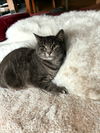 Bagel - (Must be adopted w/Bingo)