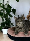 Bagel - (Must be adopted w/Bingo)