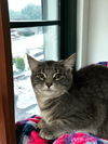 Bagel - (Must be adopted w/Bingo)