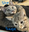 Skye (must be adopted with Saige)