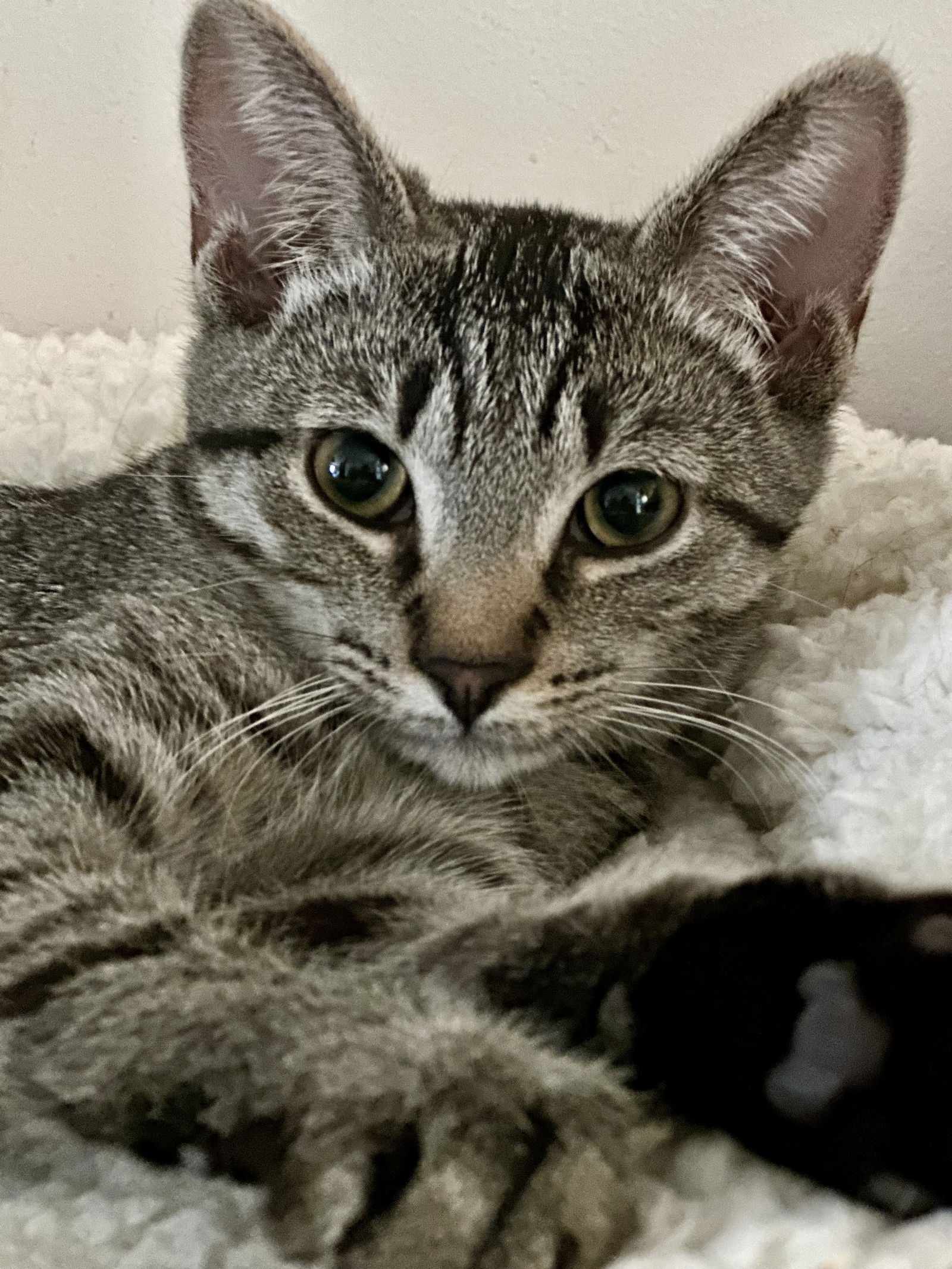 adoptable Cat in Novi, MI named Zuza (MUST BE ADOPTED WITH GUIDO)