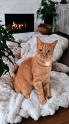 Dynamite (MUST BE ADOPTED WITH MELLOW)