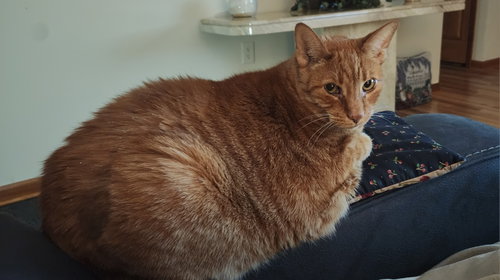 Photo 6 of Mellow